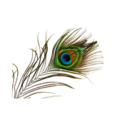 transparent peacock png icons and png #20824