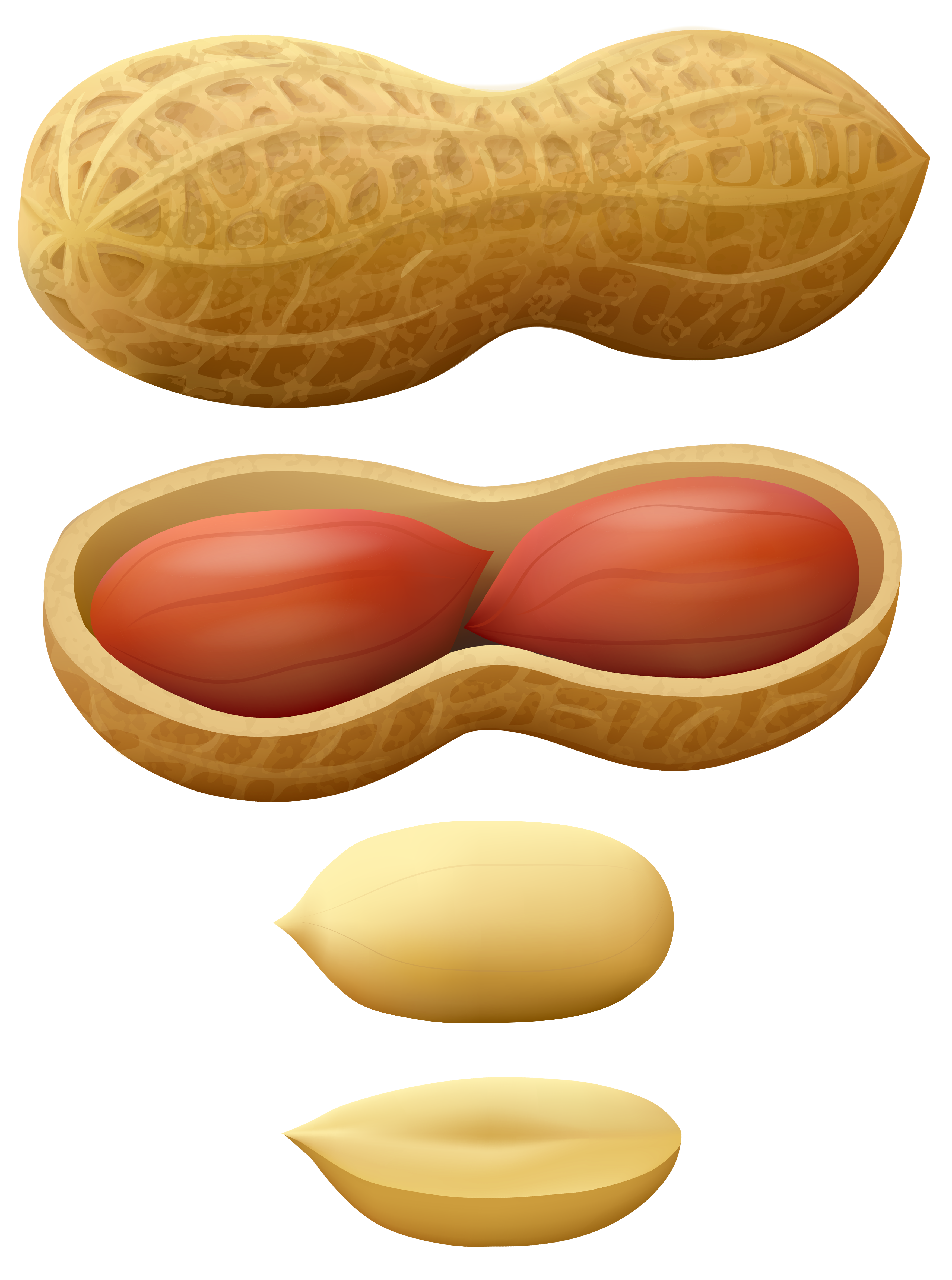 raw peanut clipart clipground #30233