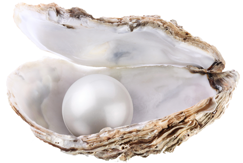 pearl, culled from private oyster farms our trading presence #23379
