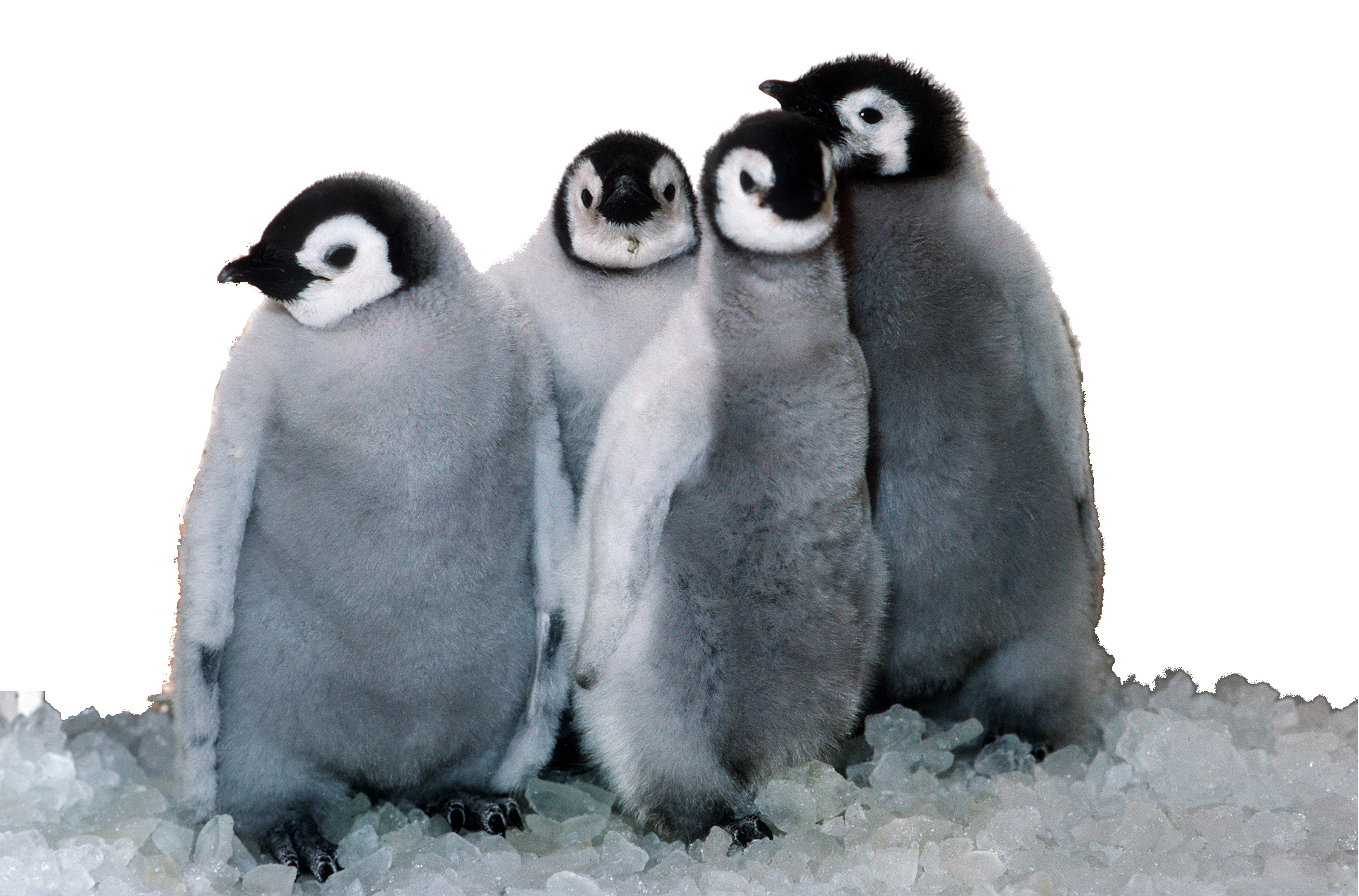 file emperor penguin chicks sea world foreground #35612