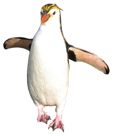 funny penguin clip art #35598