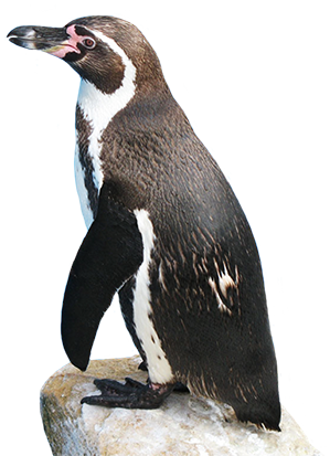 funny penguin clip art #35622