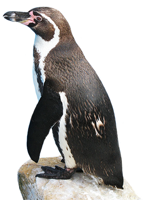 Penguin