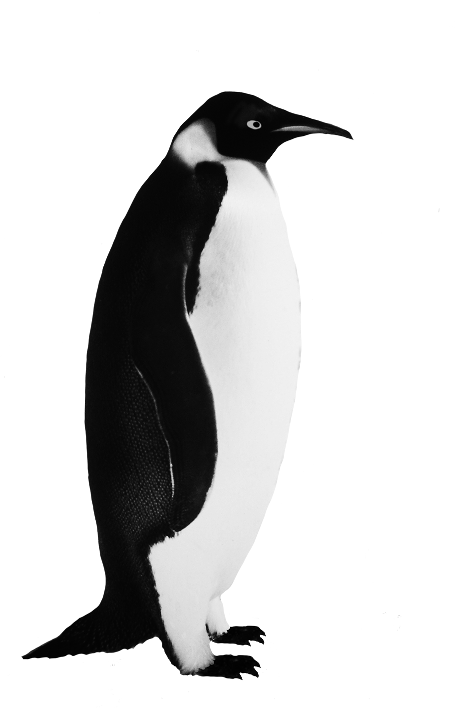 funny penguin clip art #35564