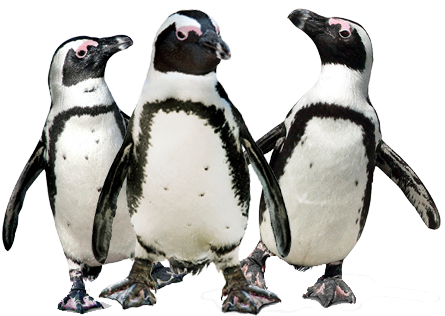 penguin antics birdworld #35605