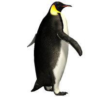 penguin aurora designs aurora designs #35558