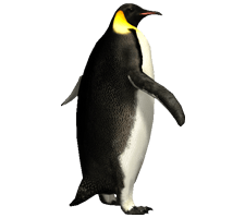 Penguin