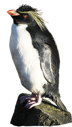 penguin bird clip art #35647