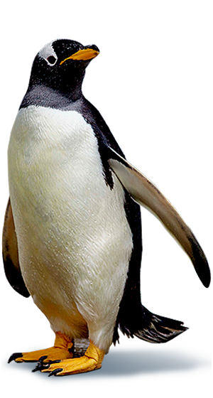 penguin ski dubai penguins tickets packages information ski dubai #35565