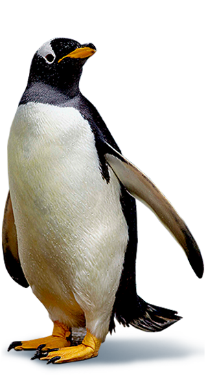 Penguin PNG Images, Free Download Winter Penguin Clipart - Free