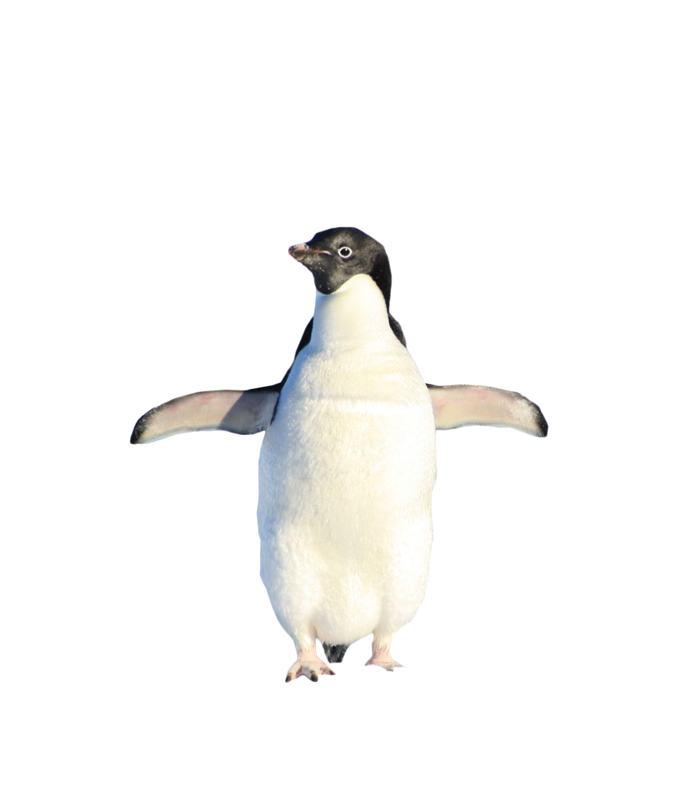 penguin standing png image purepng transparent #35635
