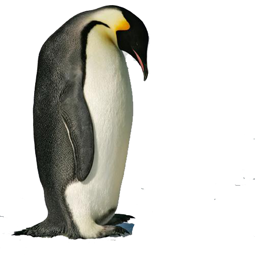 penguin transparent images png arts #35624