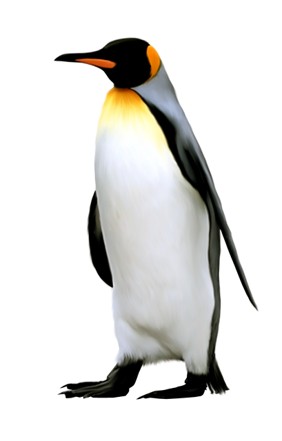 png penguin konfest #35616