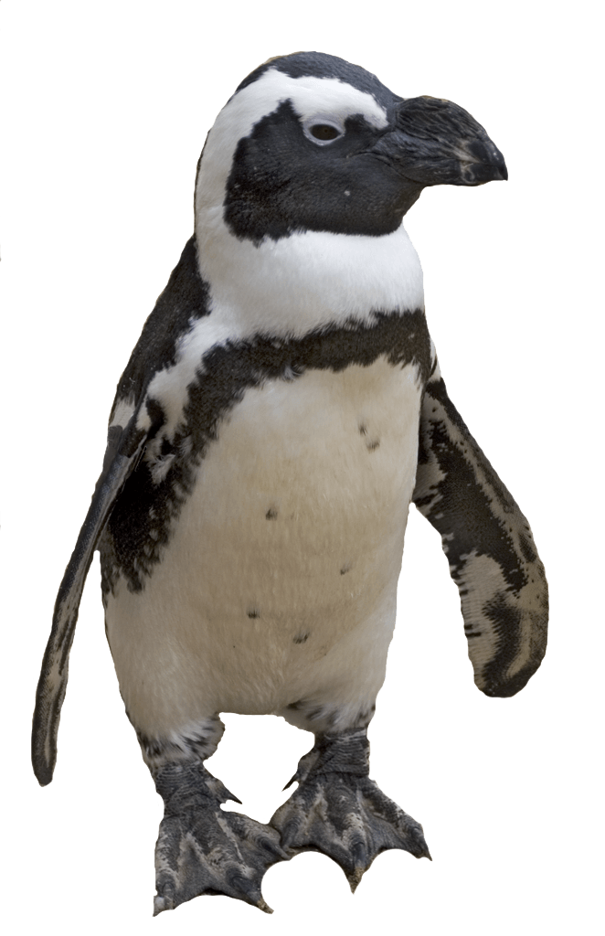 small penguin transparent png stickpng #35555