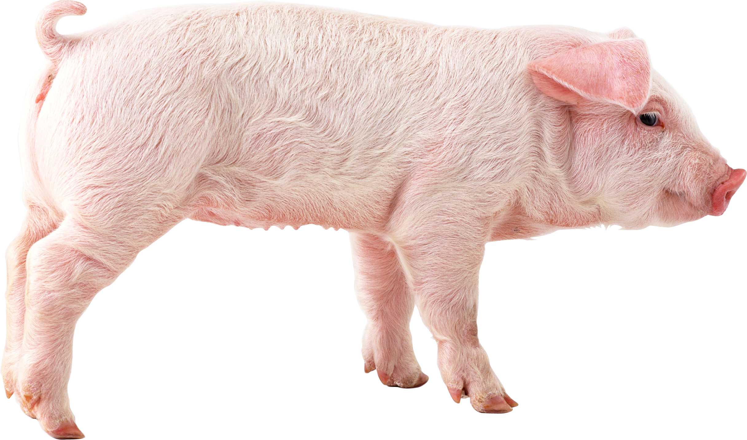 Roblox Piggy transparent PNG - StickPNG