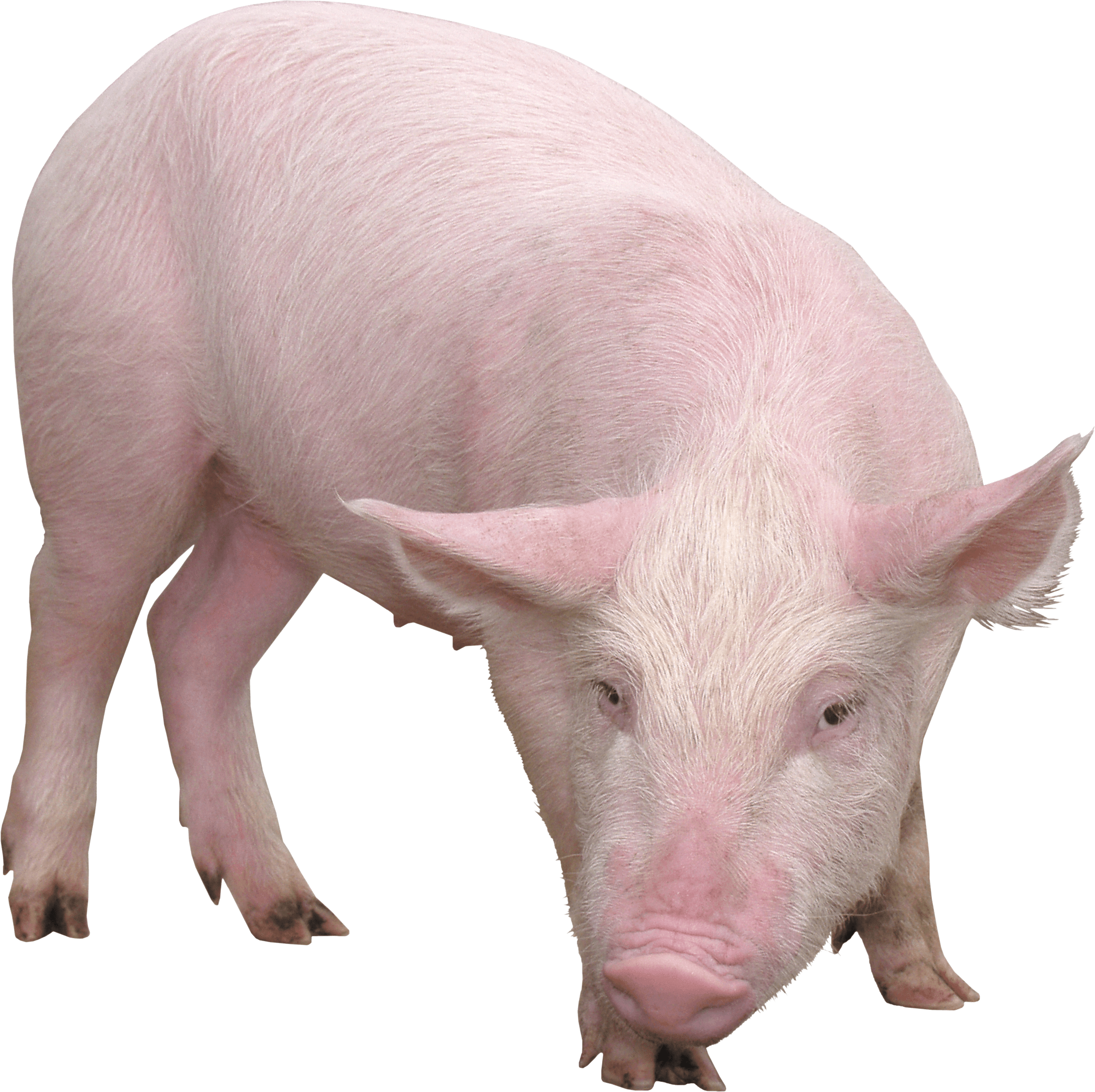 download pig png image png image pngimg #23462