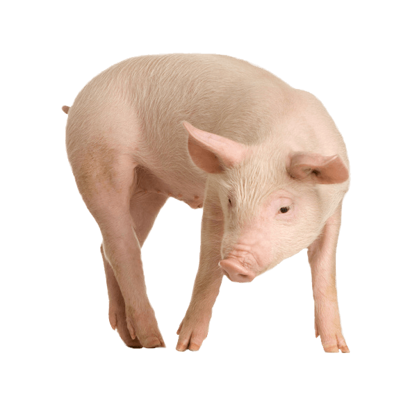 download pig png image png image pngimg #23345