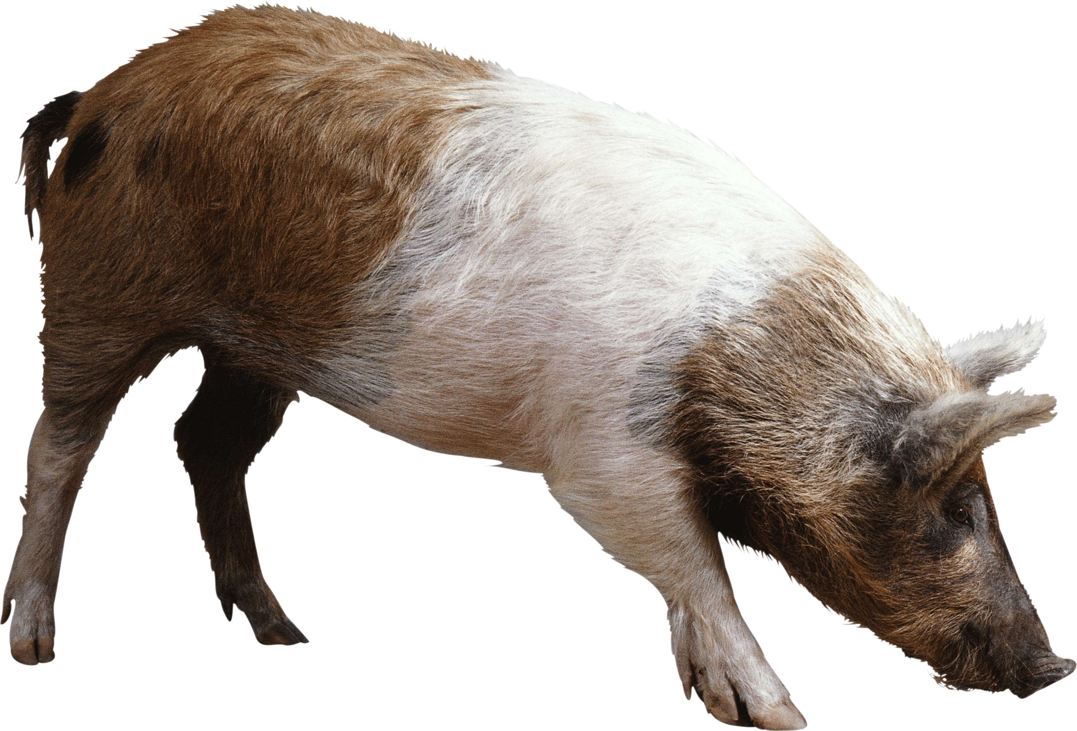 download pig png image png image pngimg #23515