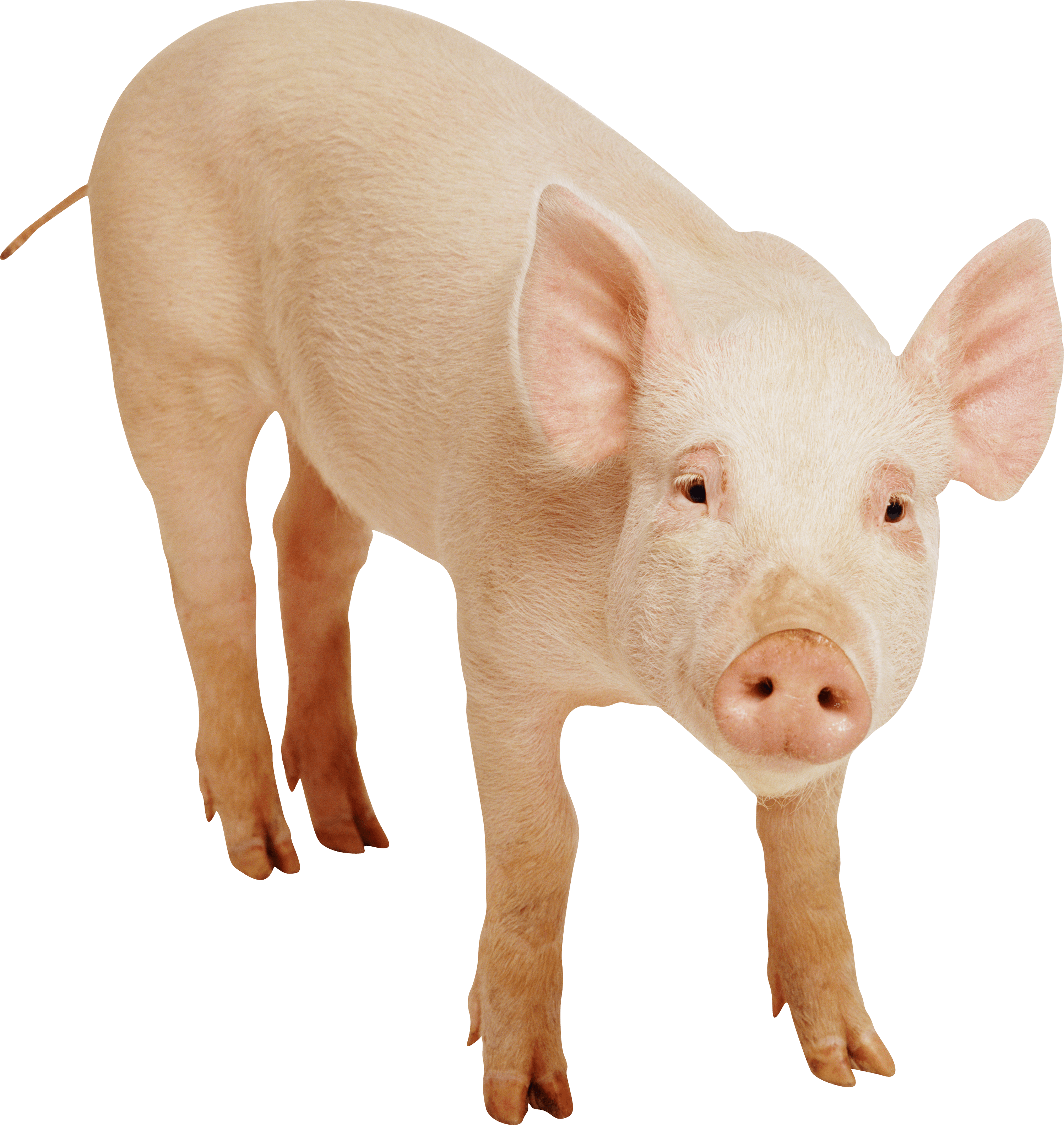 download pig png image png image pngimg #23525