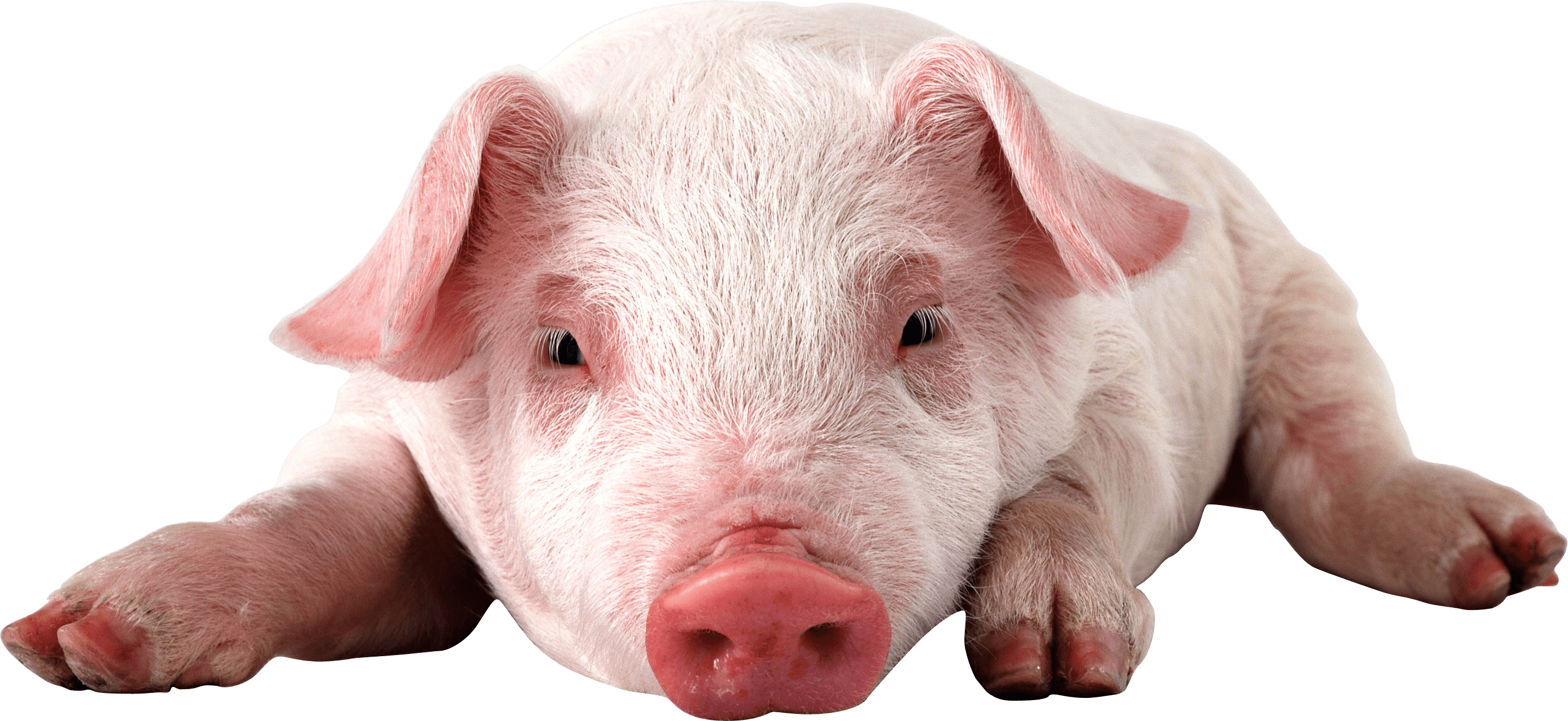 Roblox Pig transparent PNG - StickPNG