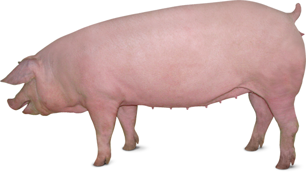 download pig png transparent images images #23454