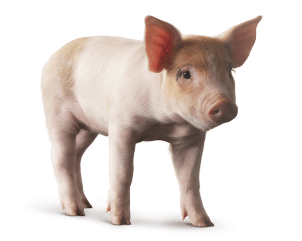 download pig png transparent images images #23430