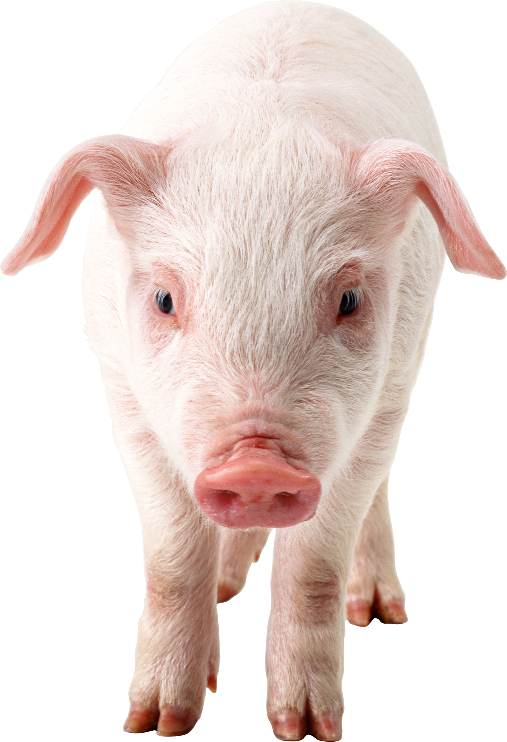 efb orig dzivnieki pig png #23483