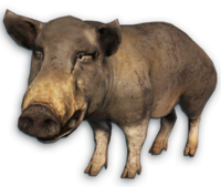 image cutout pig far cry wiki #23464