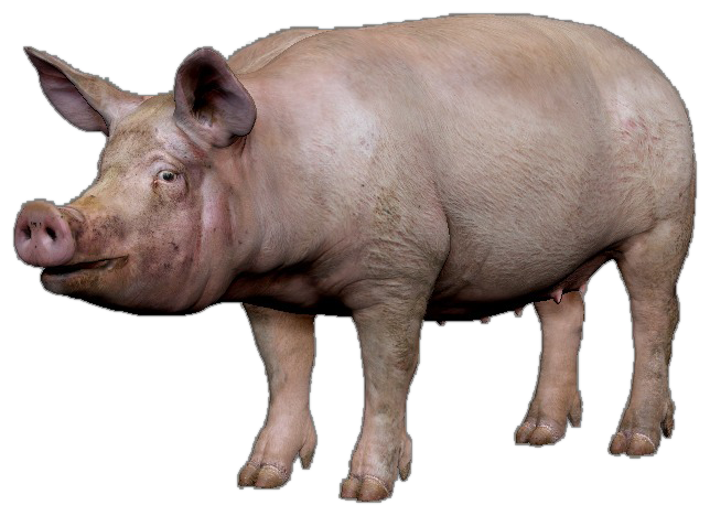 Roblox Pig transparent PNG - StickPNG