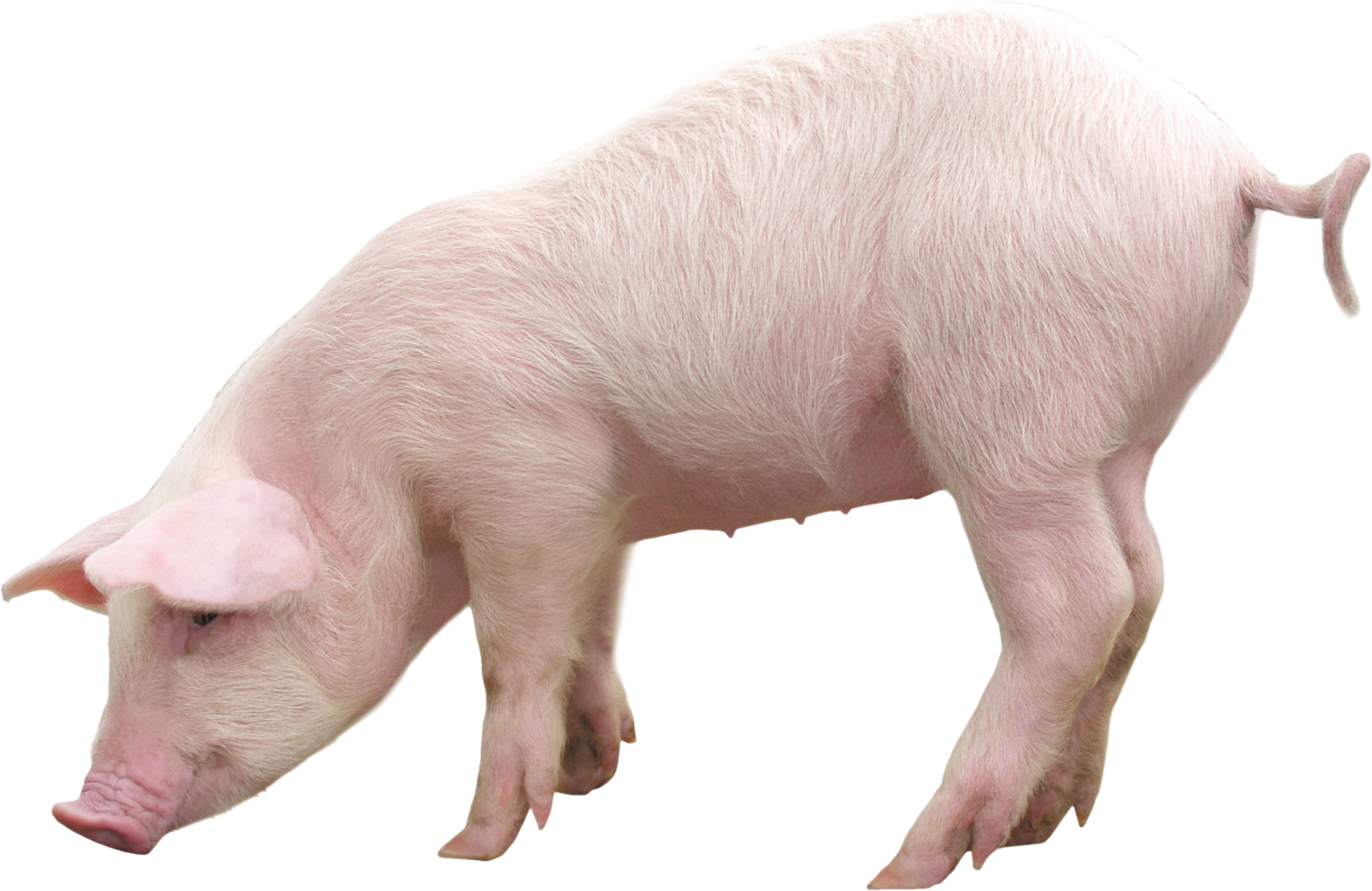 Roblox Pig transparent PNG - StickPNG