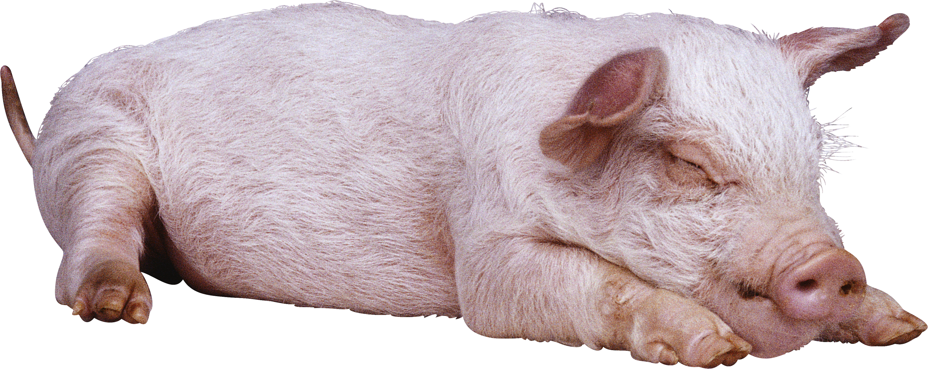 pig png #23434