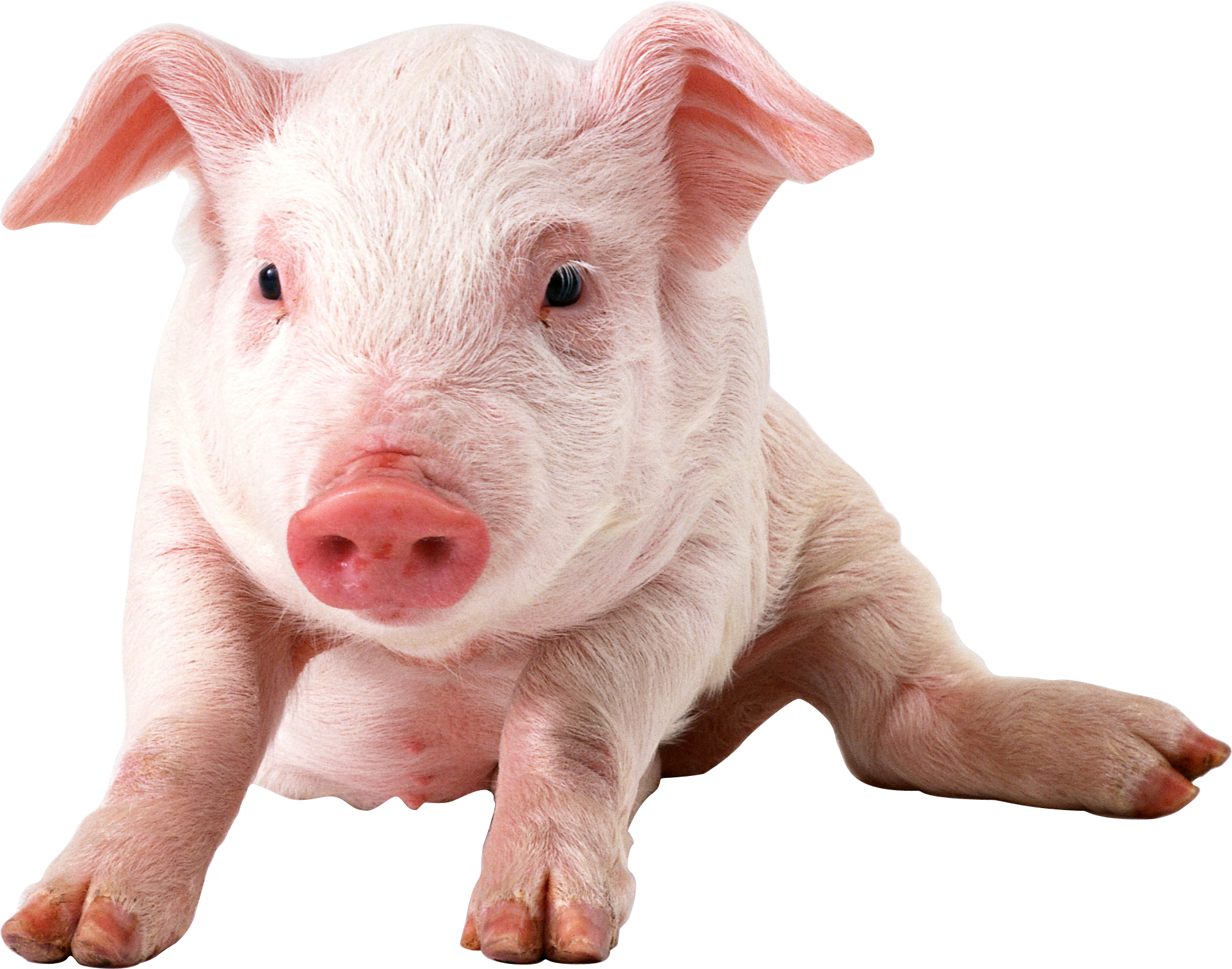 pig png image pinterest pig png and animal #23492