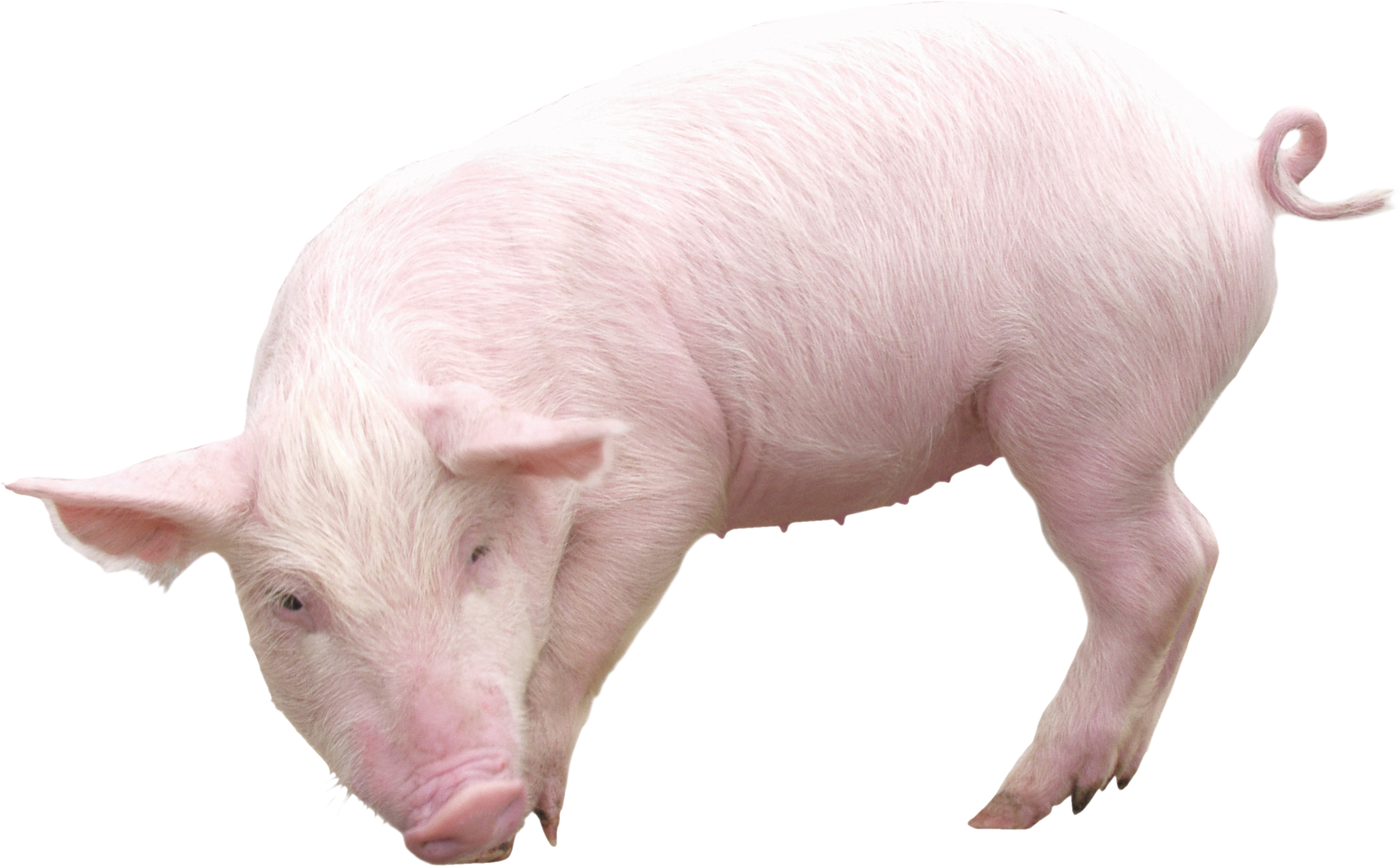 Roblox Pig transparent PNG - StickPNG