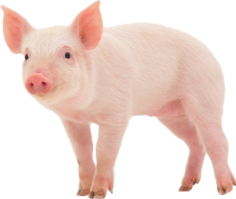 pig png transparent images png only #23472