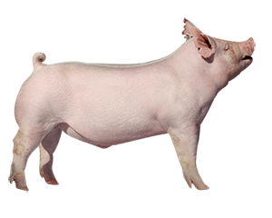 pig, show animal feed purina #23503