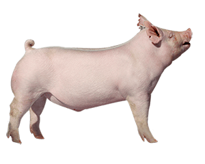 Roblox Pig transparent PNG - StickPNG