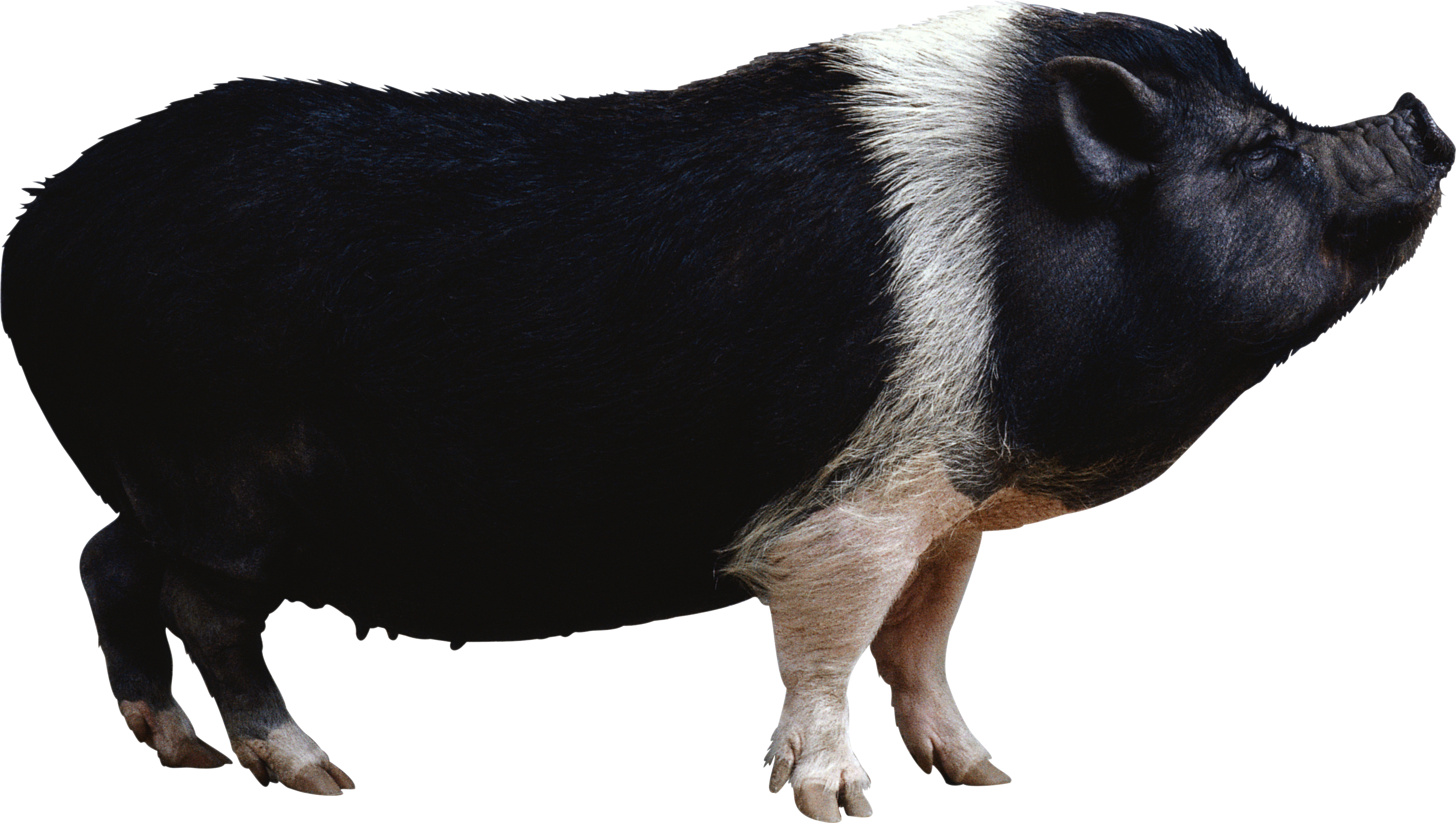 pot bellied pig clipart clipground #23513