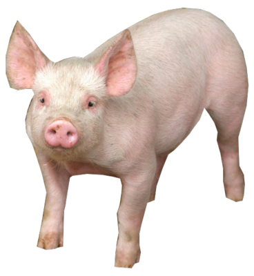 psd detail pig official psds #23478