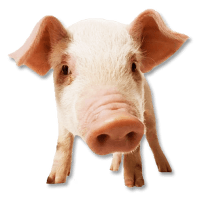 small pig sitting transparent png stickpng #23473