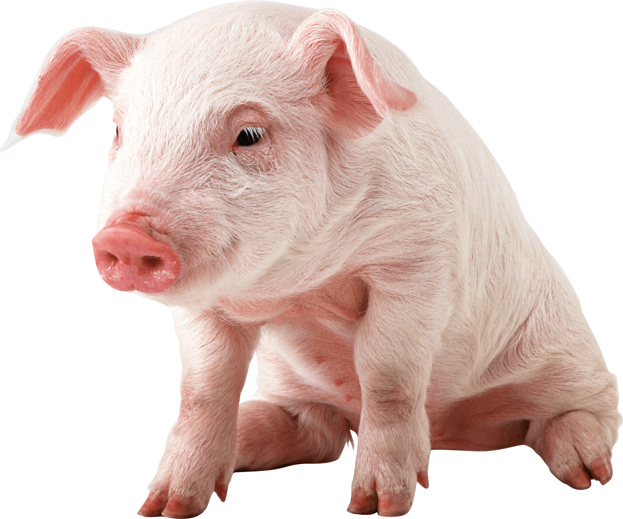 small pig sitting transparent png stickpng #23475