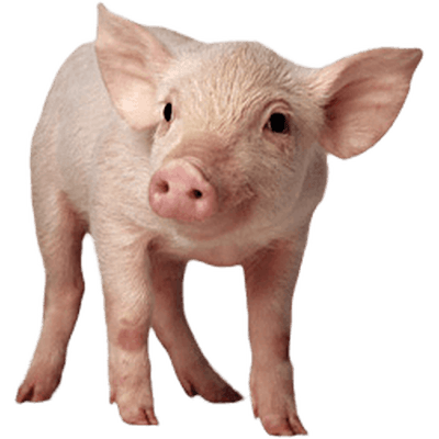 small pig transparent png stickpng #23436