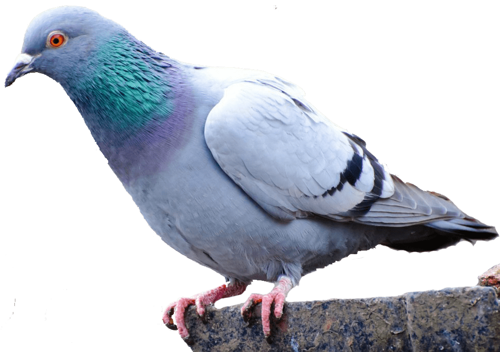 Pigeons PNG Clipart Free Pigeon Images