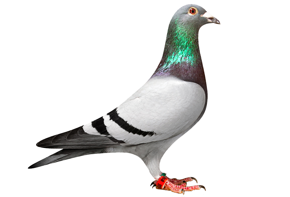 download pigeon transparent png clipart images images #17897