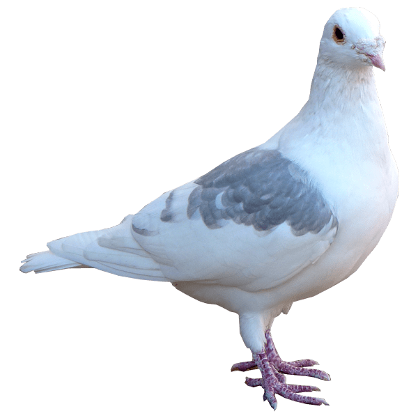 download pigeon transparent png clipart images images #17825