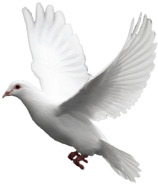 download white flying pigeon png image png image #17875