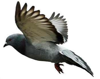mumtaztic pigeon loft pigeon genetics pigeon eye colors #17842