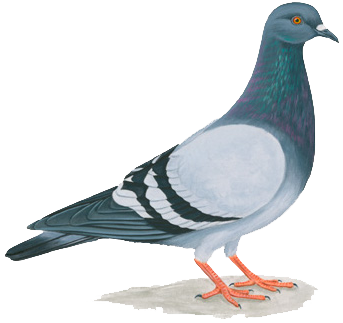pigeon, celebrate urban birds all close birds #17819