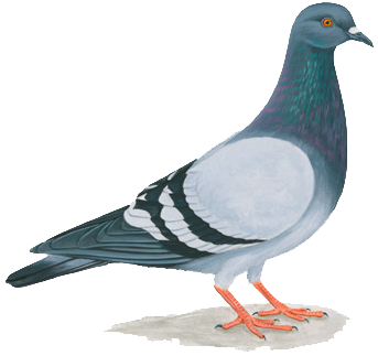 Pigeon