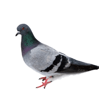 pigeon, pest control dublincomplete pest control pest control #17885