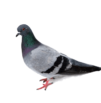 Pigeons PNG Clipart Free Pigeon Images